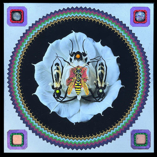 Vespula - The Yellow Jacket (12"x12") 2026